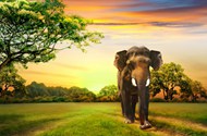 唯美黄昏森林草地大象图片