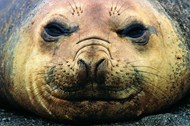 成年海狮面部图片