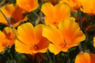加州罂粟花图片