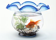 生态鱼缸金鱼图片
