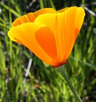 加州黄色罂粟花图片
