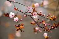 春天樱花花枝图片