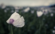 白色罂粟花图片