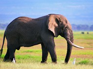 草地大象图片