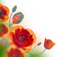 高清红色罂粟花图片