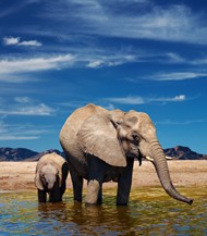 河中饮水的大象小象图片