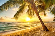 海边椰子树日出图片