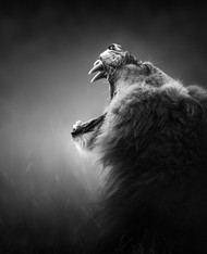 狮子仰天长啸黑白图片