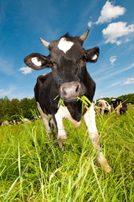 草地吃草的黑白奶牛图片