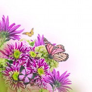 蝴蝶鲜花图片