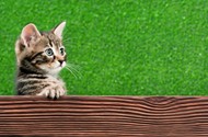 可爱木板小猫咪图片