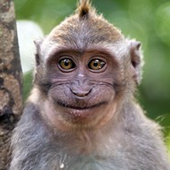露出笑脸的小猕猴图片