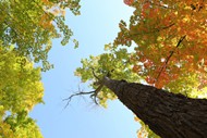 秋天树木高清图片