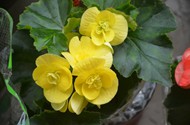黄色海棠花图片