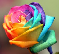 彩虹玫瑰花图片