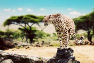 非洲豹高清图片