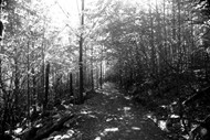 树林黑白图片