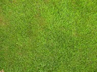 绿色草地背景图片