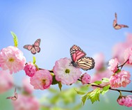 蝴蝶樱花图片