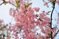 粉色海棠花枝图片