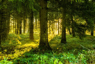 绿色森林风景图片