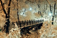 挂满积雪的树木夜景图片