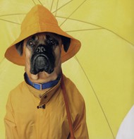 撑着黄色雨伞的狗狗图片