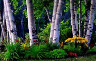桦树林油画图片