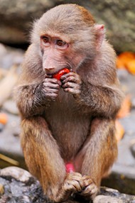 在吃苹果的猴子图片