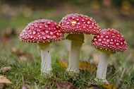 红色毒蘑菇图片