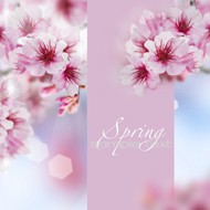 春天粉色花朵图片