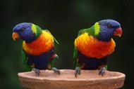 彩虹鹦鹉图片