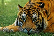 草地趴着的老虎图片