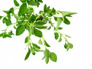绿色小植物图片