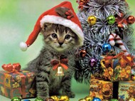 圣诞小猫咪图片