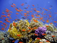 珊瑚礁鱼群图片