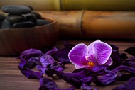 鹅卵石与紫色蝴蝶兰图片