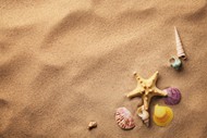 唯美沙滩海螺贝壳图片