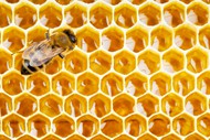 蜜蜂与黄色蜂巢蜜图片