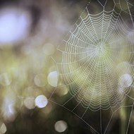 蜘蛛网素材图片