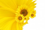 黄色向阳花图片
