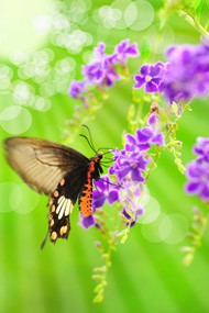 紫色花朵与蝴蝶图片