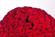 红色玫瑰花球图片