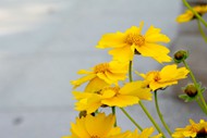 黄色金鸡菊图片