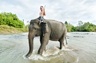 曼谷大象图片