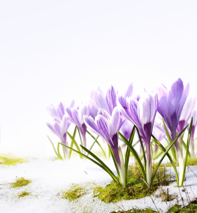 紫色水仙花图片 植物 素彩图片大全