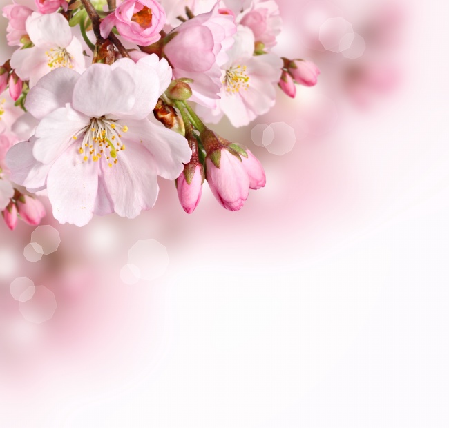粉色淡雅花卉背景图片 背景 素彩图片大全