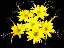 黄色颜料泼溅的花图片素材