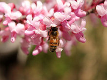 盛开洋槐花与蜜蜂高清图片