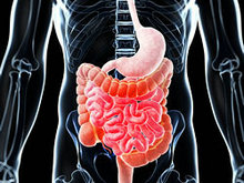 肠胃身体器官X光片高清图片